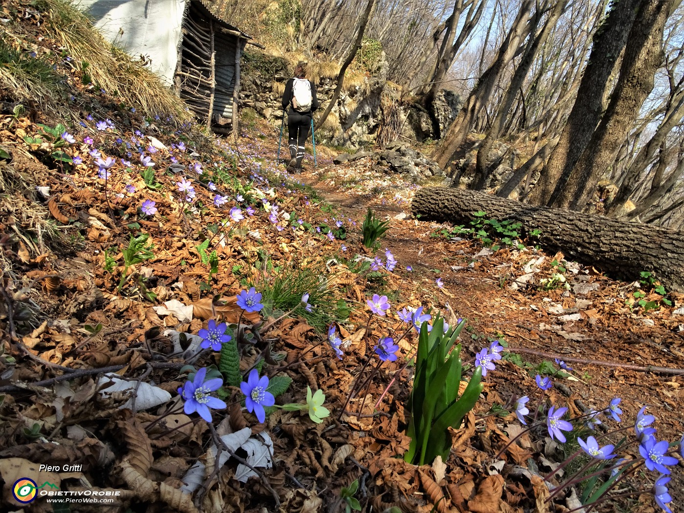 20 Primule ed erba trinita-Hepatica nobilis.JPG